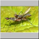 Micropeza corrigiolata - Stelzfliege 04a 5mm.jpg